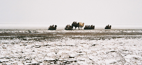 [Camels in snow]