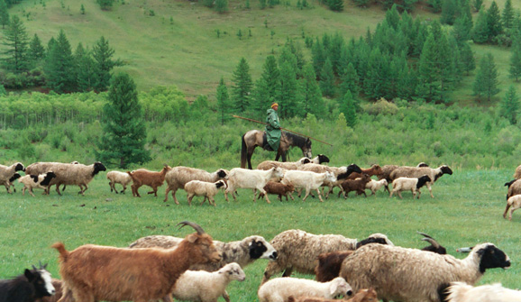 [Mongolian shepherd]