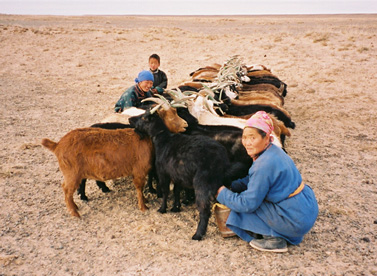 [Miliking goats in Mongolia]