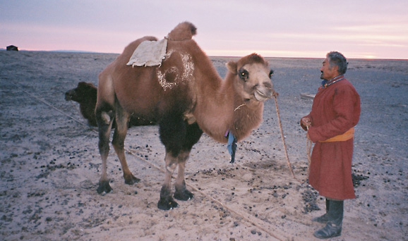 [Camels in Mongolia]